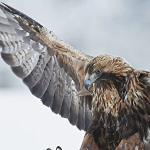 Golden eagle (Aquila chrysaetus) landing, Kuusamo, Finland, January