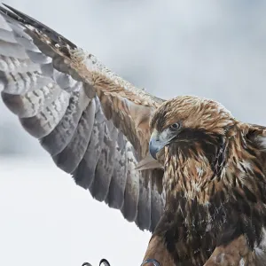 Golden eagle (Aquila chrysaetus) landing, Kuusamo, Finland, January