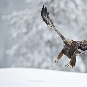 Golden eagle (Aquila chrysaetus) landing in snow, Kuusamo, Finland, December