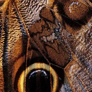 Golden-edged owl-butterfly Print, wing detail Golden-edged owl-butterfly Print, wing detail
