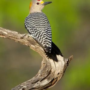 Golden-fronted woodpecker (Melanerpes aurifrons), male, Cozad Ranch, Rio Grande Valley