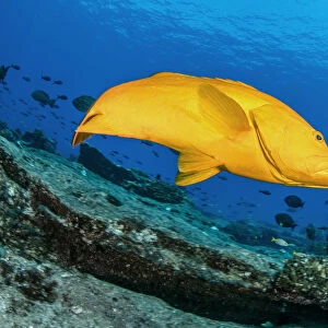 Golden grouper (Mycteroperca rosacea), yellow color-variation of the most common leopard