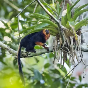 Golden-headed lion tamarin (Leontopithecus chrysomelas) coastal rainforest Golden-headed lion tamarin (Leontopithecus chrysomelas) coastal rainforest