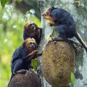 Golden-headed lion tamarin feeding on jackfruit, Print Golden-headed lion tamarin feeding on jackfruit, Print