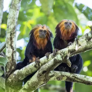 Two Golden-headed lion tamarin (Leontopithecus chrysomelas) in tree, coastal rainforest Two Golden-headed lion tamarin (Leontopithecus chrysomelas) in tree, coastal rainforest