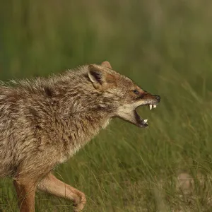 Golden jackal (Canis aureus) snarling. Danube Delta, Romania. May