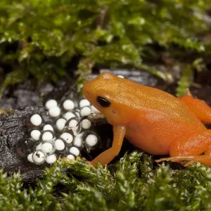 Golden mantella frog print with eggs on wet moss Golden mantella frog print with eggs on wet moss