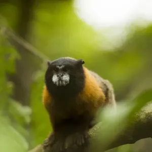 Golden-mantled tamarin print Golden-mantled tamarin print