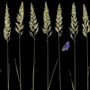 Golden Oat Grass and Silver Studded Blue Print Golden Oat Grass and Silver Studded Blue Print
