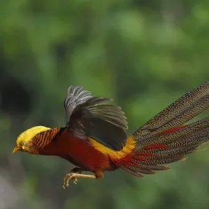 Golden pheasant 1+Chrysolophus pictus+2 male jumping, Yangxian Biosphere Reserve