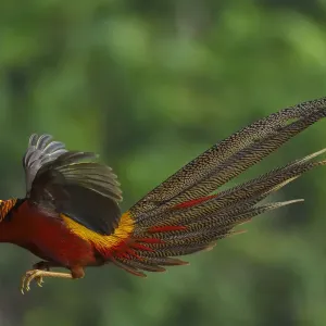 Golden Pheasant Print, a photograph of two male birds jumping Golden Pheasant Print, a photograph of two male birds jumping