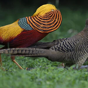 Golden pheasant (Chrysolophus pictus) displaying to female pheasants at Yangxian Nature Reserve