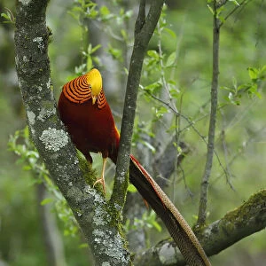Golden pheasant (Chrysolophus pictus) male perched in tree, Tangjiahe National Nature Reserve