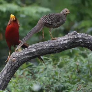 Golden Pheasant Print - Male and Female, Yangxian Nature Reserve Golden Pheasant Print - Male and Female, Yangxian Nature Reserve