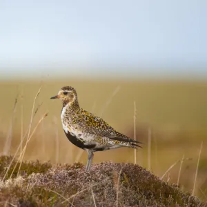 Golden plover (Pluvialis apricaria) adult on open moorland, breeding plumage, Shetland Islands