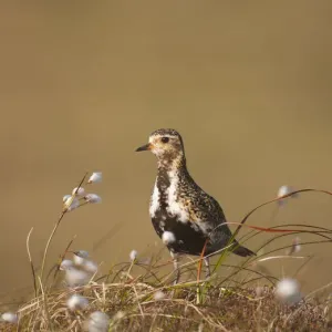 Golden plover (Pluvialis apricaria) in breeding plumage on open moorland, Shetland Islands Golden plover (Pluvialis apricaria) in breeding plumage on open moorland, Shetland Islands
