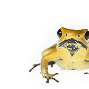 Golden poison dart frog (Phyllobates terribilis) captive, endemic to Colombia