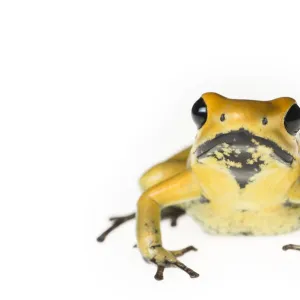 Golden poison dart frog (Phyllobates terribilis) captive, endemic to Colombia