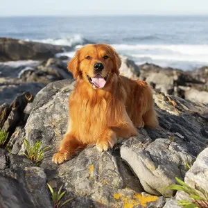 Golden Retriever on Coastal Rocks Print Golden Retriever on Coastal Rocks Print