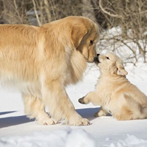 Golden Retriever mother and pup in snow, Holland, Massachusetts, USA