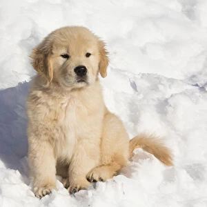 Golden Retriever pup in snow, Holland, Massachusetts, USA