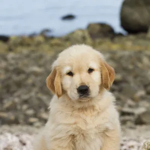 Golden retriever puppy, 7 weeks, sitting on driftwood log at beach, Madison, Connecticut