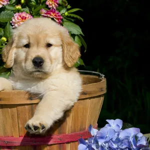 Golden Retriever puppy in basket with flowers. USA