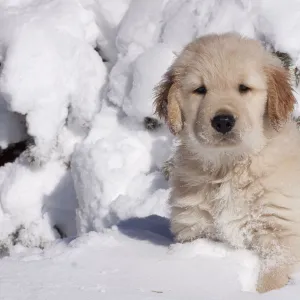 Golden Retriever puppy sitting in snow. Big Rock, Illinois, USA, February