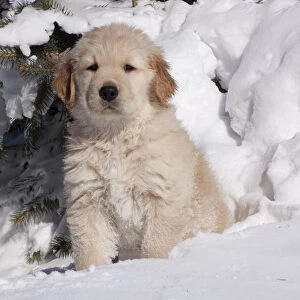 Golden Retriever puppy sitting in snow. Big Rock, Illinois, USA, February