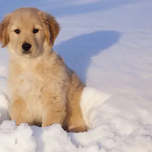 Golden Retriever puppy sitting in snow in late afternoon. Big Rock, Illinois, USA, February