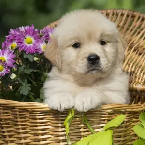 Golden Retriever Puppy Print in Wooden Basket with Purple Flowers Golden Retriever Puppy Print in Wooden Basket with Purple Flowers