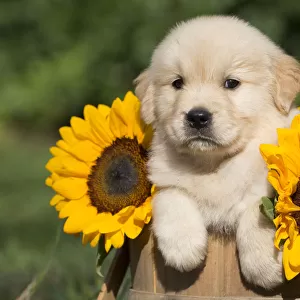 Golden Retriever puppy in wooden basket with sunflowers; USA