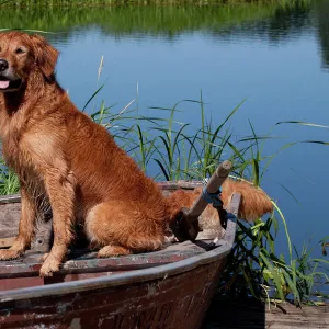 Golden retriever sitting on boat beside water, USA