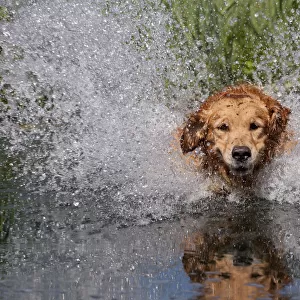 Golden retriever splashing through water, USA