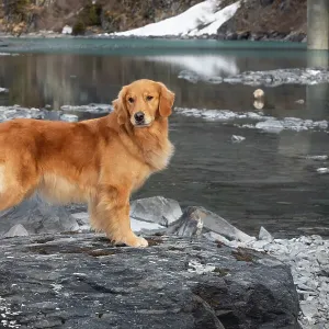 Golden retriever standing at water's edge during spring thaw, Portage Creek, Portage, Alaska, USA. April Golden retriever standing at water's edge during spring thaw, Portage Creek, Portage, Alaska, USA. April
