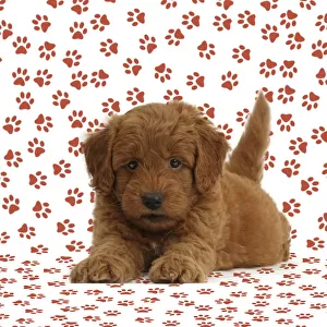 Golden Retriever x Poodle F1b Goldendoodle puppy on paw print background