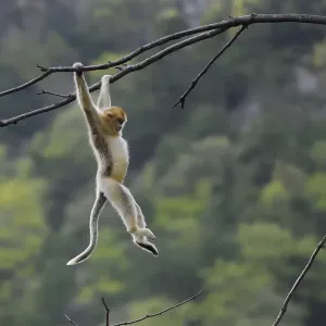 Golden snub-nosed monkey 1+Rhinopithecus roxellana+2 hanging on branch, Foping Nature Reserve Golden snub-nosed monkey 1+Rhinopithecus roxellana+2 hanging on branch, Foping Nature Reserve