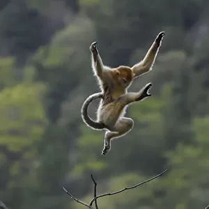 Golden snub-nosed monkey (Rhinopithecus roxellana) jumping from branch to branch