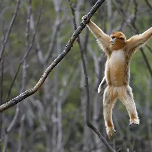 Golden snub-nosed monkey (Rhinopithecus roxellana) hanging from branches, Foping Nature Reserve