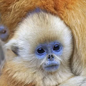 Golden snub-nosed monkey (Rhinopithecus roxellana), mother and baby, Qinling Mountains