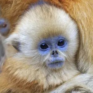 Golden Snub-Nosed Monkey Print, Qinling Mountains, China. Art