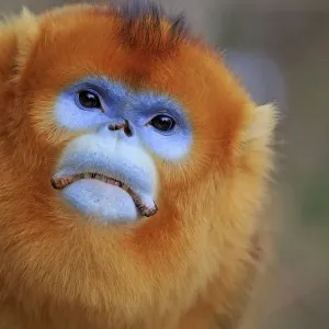 Golden snub-nosed monkey (Rhinopithecus roxellana), adult male, Qinling Mountains Golden snub-nosed monkey (Rhinopithecus roxellana), adult male, Qinling Mountains
