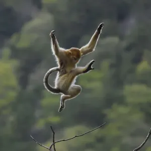 Golden snub-nosed monkey print, Foping Nature Reserve, China Golden snub-nosed monkey print, Foping Nature Reserve, China