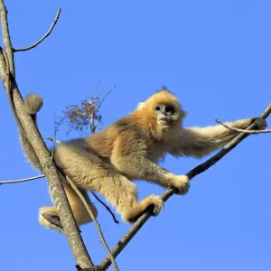 Golden snub-nosed monkey (Rhinopithecus roxellana) in tree, with blue sky Golden snub-nosed monkey (Rhinopithecus roxellana) in tree, with blue sky