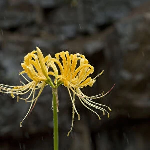 Golden spider lily (Lycoris aurea) in rain