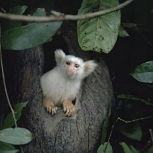Golden-white tassel-ear marmoset / Silky marmoset coming out of night nest hole