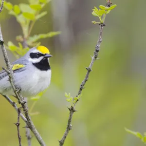 Golden-winged warbler (Vermivora chrysoptera) perched, St. Lawrence County, New York. May