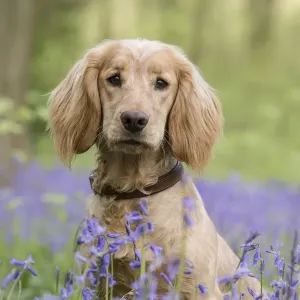 Golden Cocker Spaniel Puppy Print, Bluebells in Beech Woodland Golden Cocker Spaniel Puppy Print, Bluebells in Beech Woodland