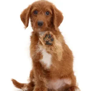 Goldendoodle Puppy Print with Raised Paw Goldendoodle Puppy Print with Raised Paw