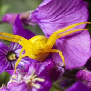 Goldenrod crab spider (Misumena vatia) in hunting pose on Honesty flowers, Bristol, UK Goldenrod crab spider (Misumena vatia) in hunting pose on Honesty flowers, Bristol, UK